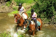 Chevaux de centre equestre